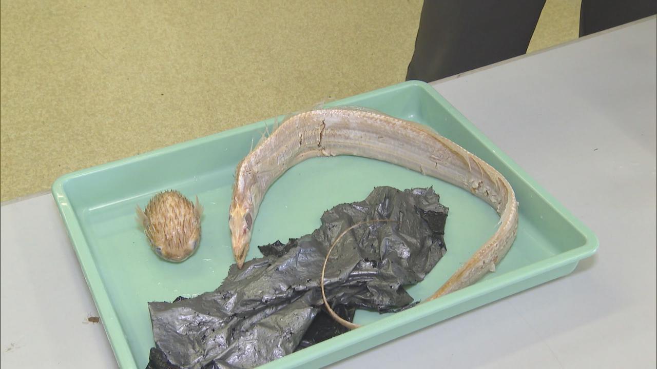 画像2: 深海魚の体内から異物が…　プラスチックごみで汚染される海　レジ袋有料化の背景（1）　静岡県