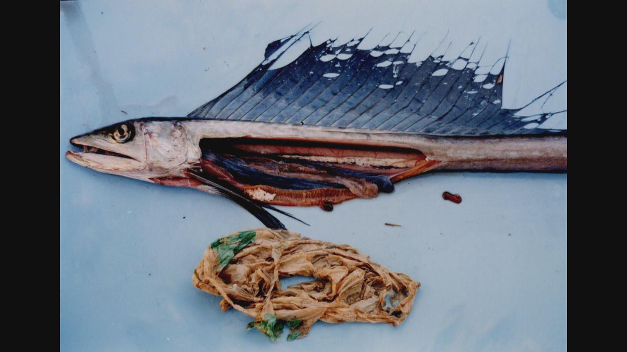 画像1: 深海魚の体内から異物が…　プラスチックごみで汚染される海　レジ袋有料化の背景（1）　静岡県