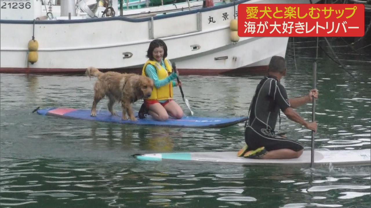 画像1: 愛犬と楽しむサップ　一緒に海へ　静岡・伊東市