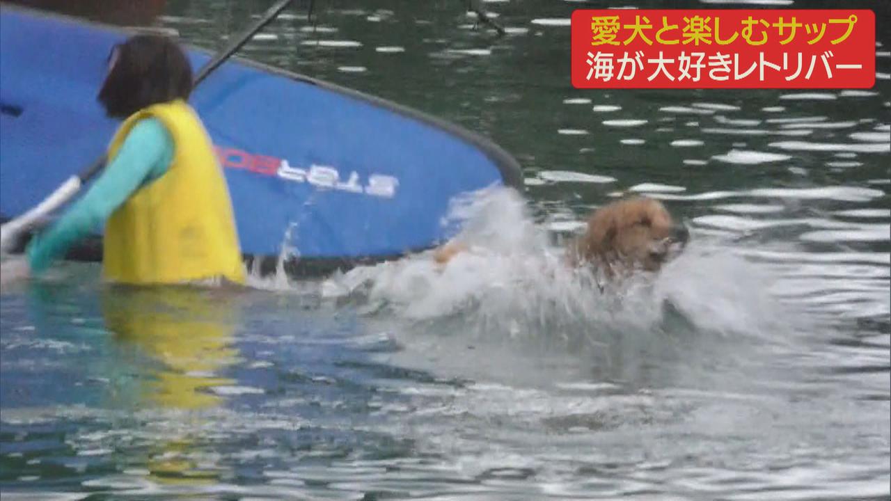 画像2: 愛犬と楽しむサップ　一緒に海へ　静岡・伊東市