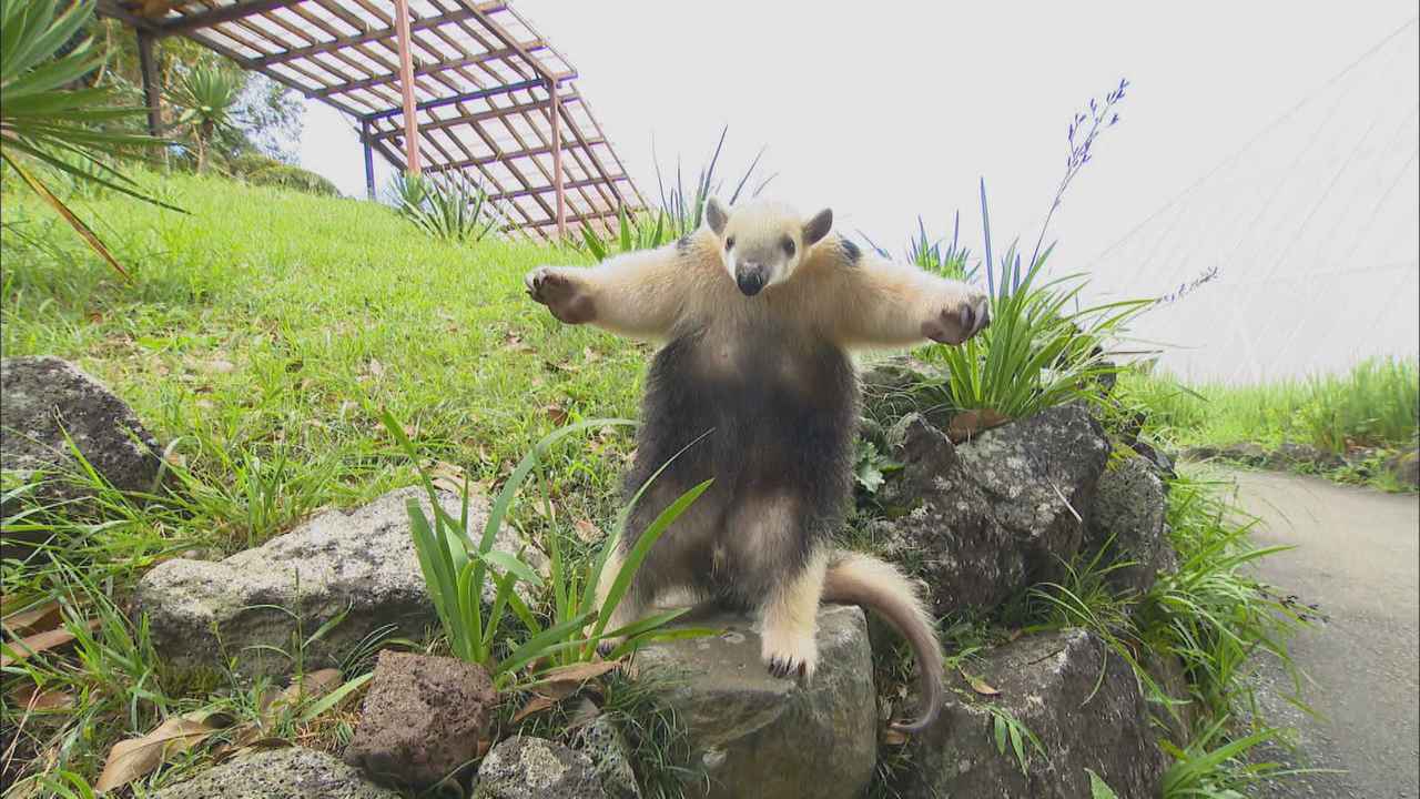 画像2: アリクイ3兄弟が人気　1分間に100回以上も舌を出し入れ　静岡・伊東市　伊豆シャボテン動物公園
