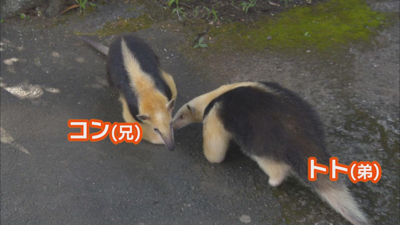 画像1: アリクイ3兄弟が人気　1分間に100回以上も舌を出し入れ　静岡・伊東市　伊豆シャボテン動物公園