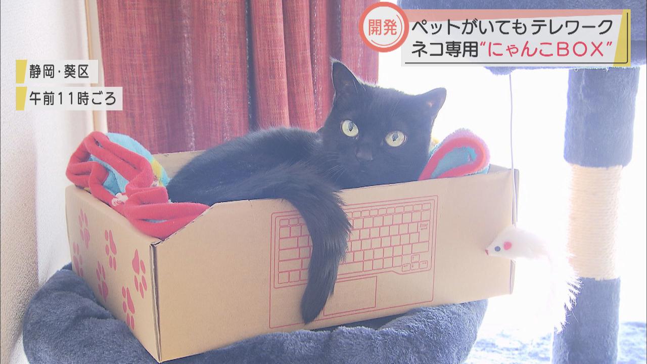 画像: ネコがいる家庭のテレワークに「にゃんこBOX」…段ボールを扱う静岡市の企業が開発