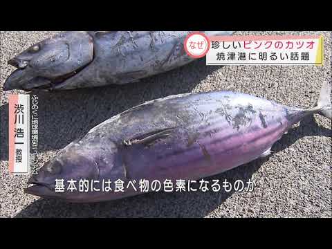画像: 40万匹の中の1匹が「ピンク色のカツオ」　ベテラン漁師もびっくり「40年前に1度聞いたことあるが、見たのは初めて」　静岡・焼津港 youtu.be