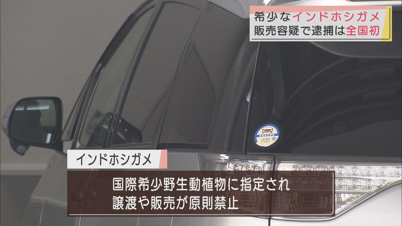 画像: 全国初摘発　国際希少野生動植物のインドホシガメを販売した41歳男を逮捕　静岡県警