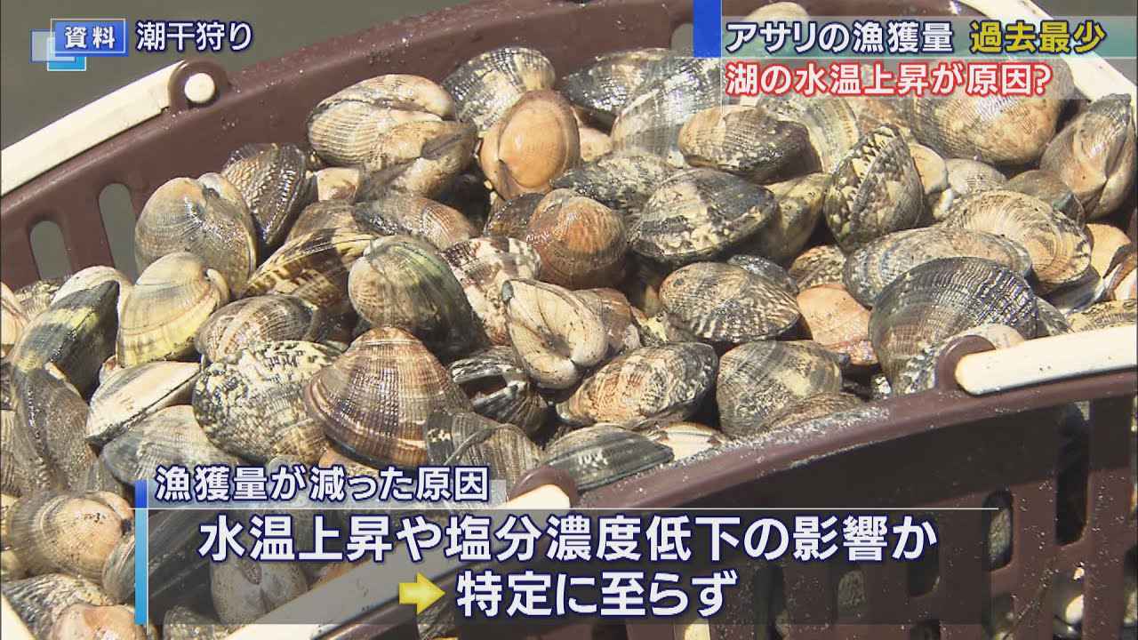 画像: 浜名湖のアサリ漁獲量過去最低　水温上昇が原因か youtu.be