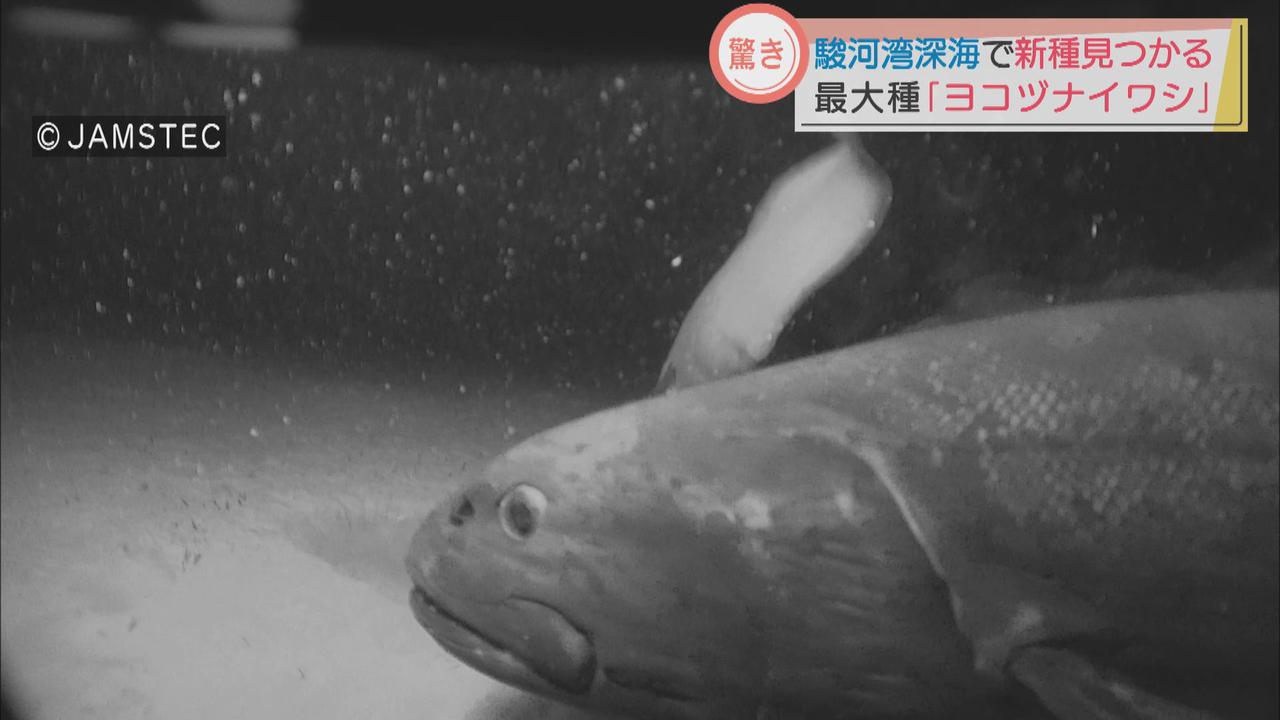 画像: 新種の深海魚「ヨコヅナイワシ」の撮影に成功　駿河湾