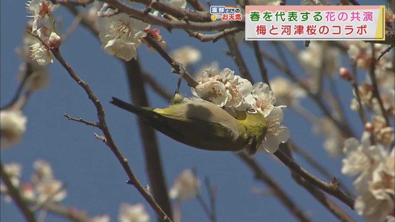 画像: 【2月10日　静岡】渡部さんのお天気　あすは「日差しのぬくもりもあり」寒さ緩みそう youtu.be