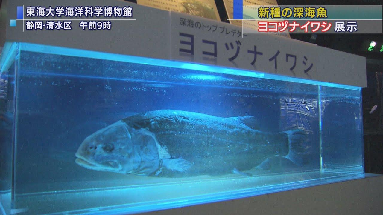 画像: 新種の深海魚「ヨコヅナイワシ」展示　現存の標本はわずか5個体　静岡市　東海大学海洋科学博物館 youtu.be