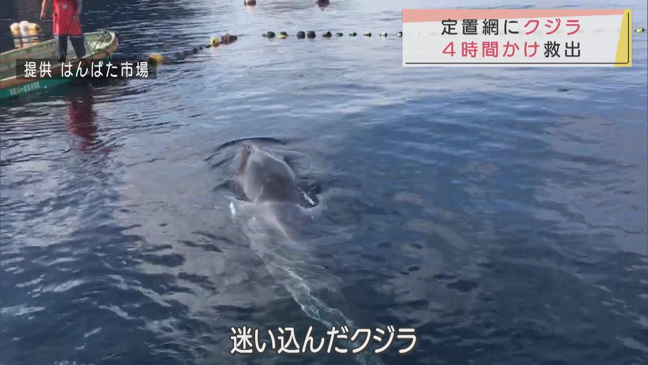 画像: 定置網にクジラが迷い込む　網を切っても出て行かず、4時間の救助活動　静岡・西伊豆町 youtu.be