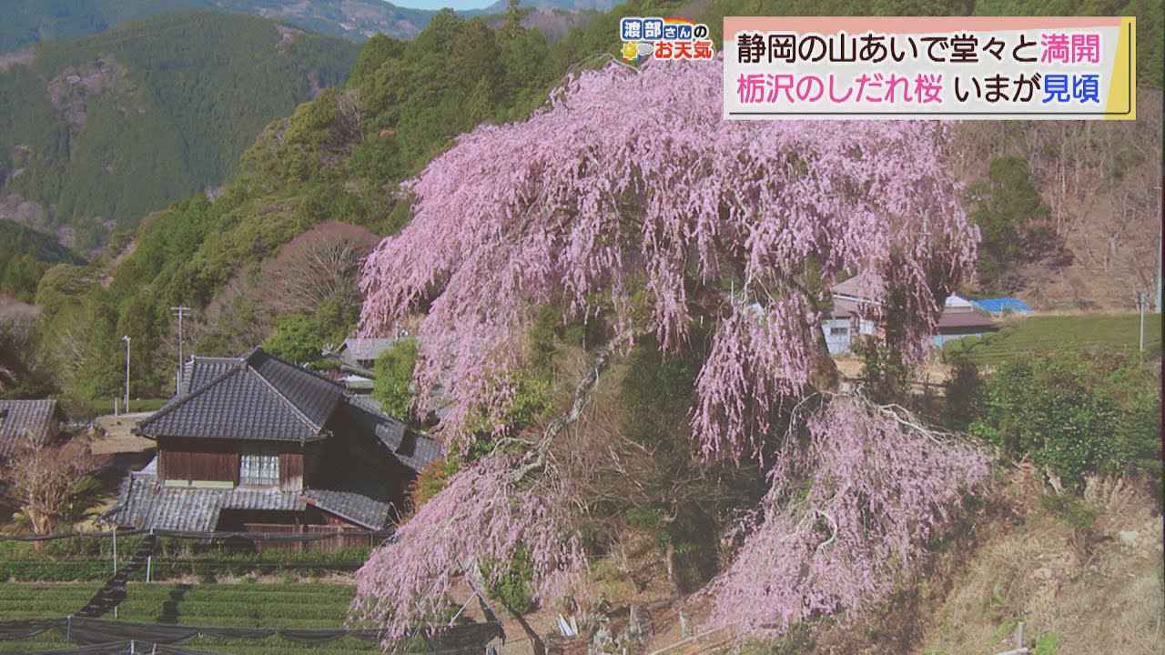 画像: 【３月２４日　静岡】渡部さんのお天気　あすは「にわか雨に注意」 youtu.be