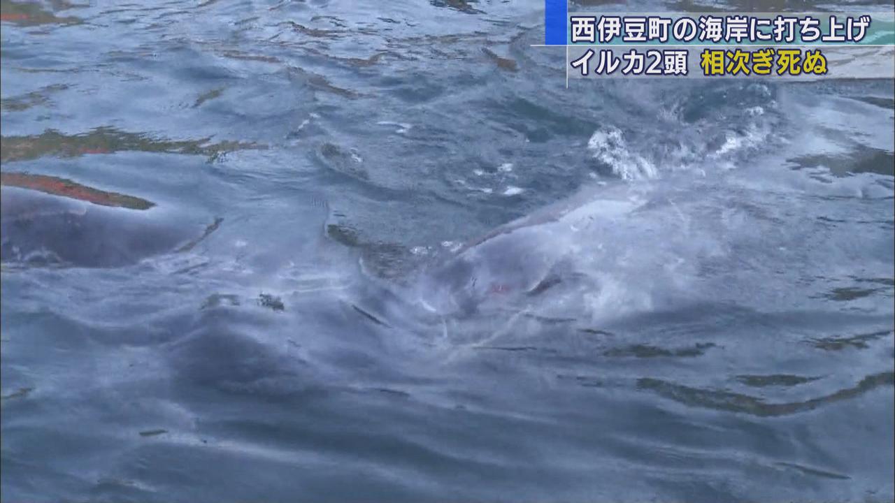 画像: 海岸に打ち上げられ、水族館に保護された2頭のイルカ死ぬ　静岡・下田市