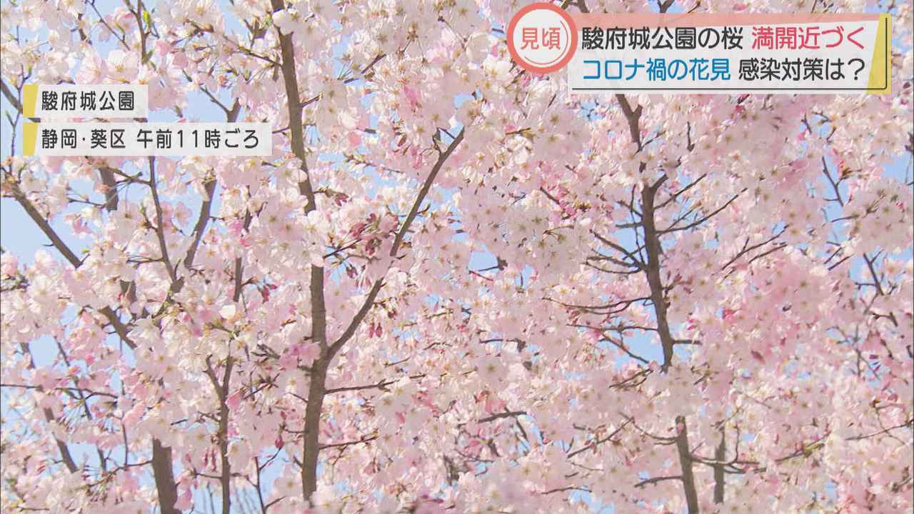 画像: 宴会は自粛で…コロナ禍で花見の名所は　 静岡市　駿府城公園