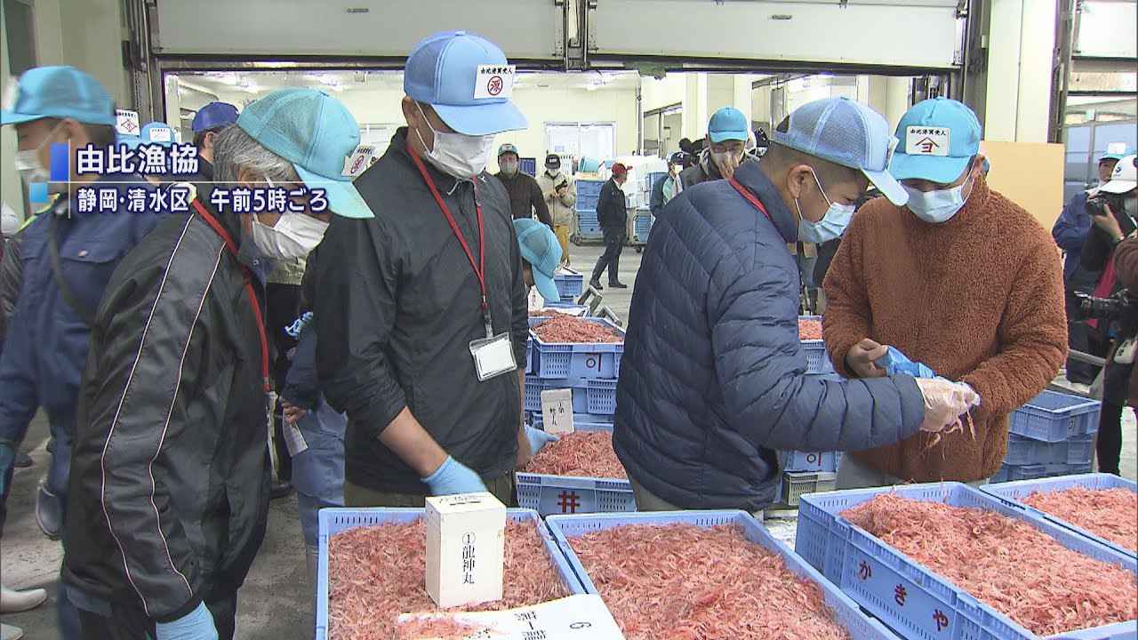 画像: サクラエビ春漁始まる　初日の水揚げ量は前年並み　静岡市由比 youtu.be