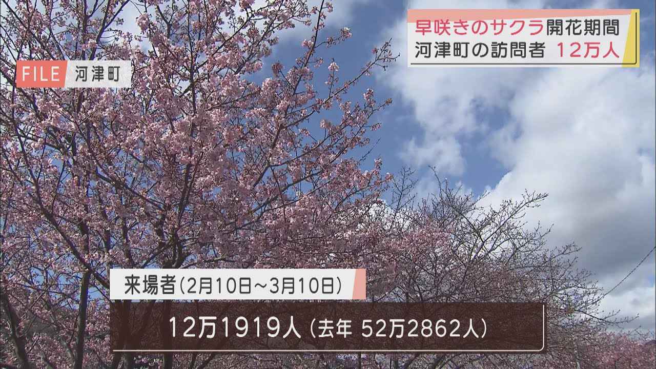 画像: 河津桜まつり中止も…１カ月で１２万人の人出　期間中、町内で感染者は確認されず　静岡・河津町 youtu.be