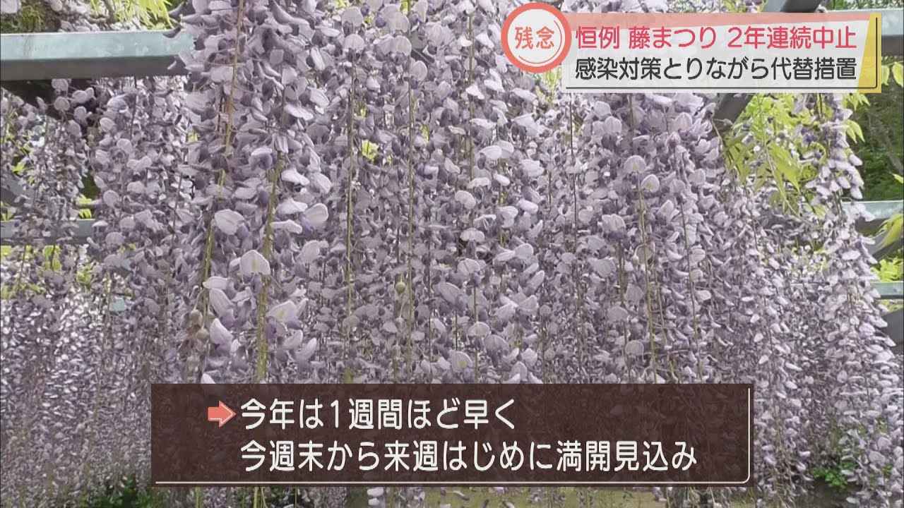 画像: 大型連休恒例の藤まつりが2年連続中止　例年２０万人の人出　静岡・藤枝市 youtu.be