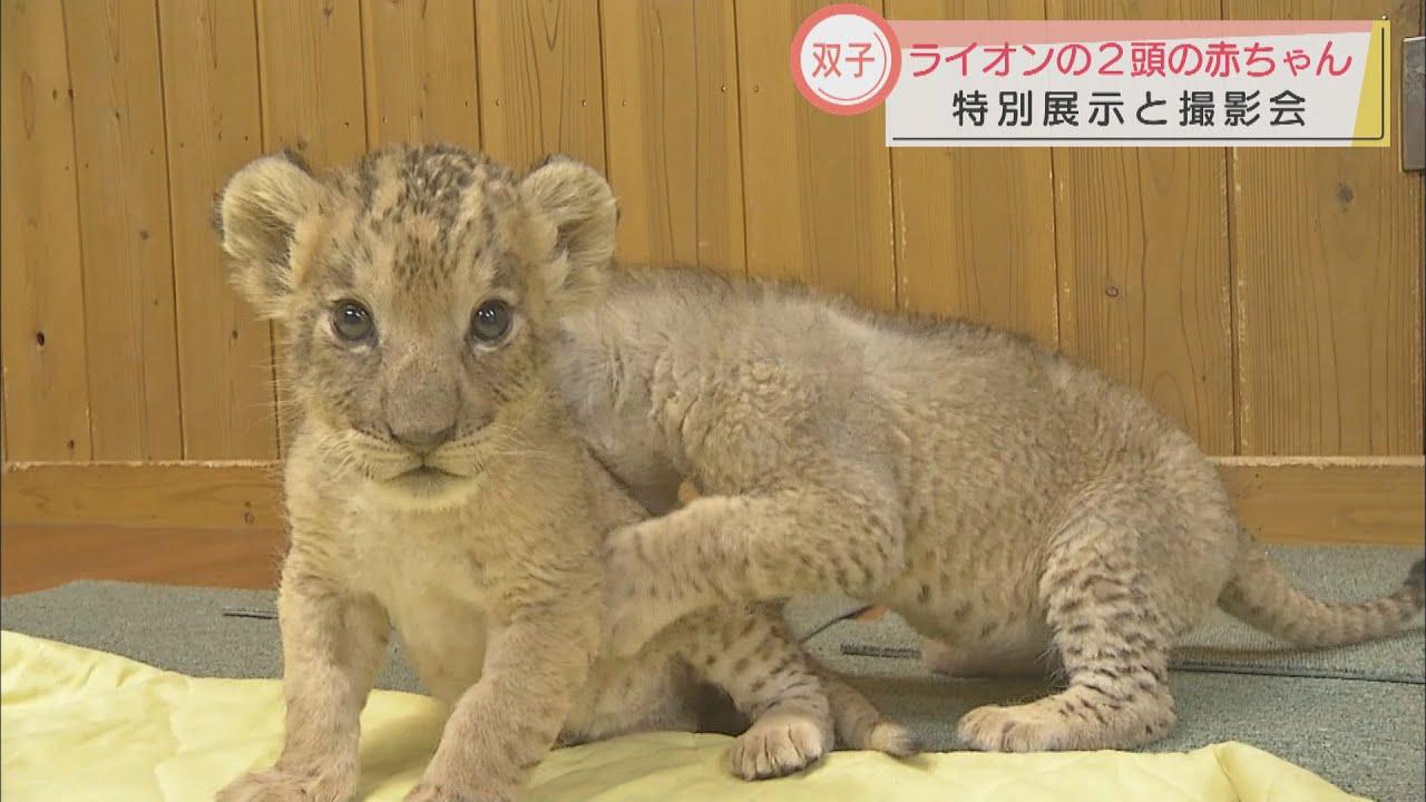 画像: 「3カ月後には歯もしっかり生える」…双子のライオンの赤ちゃん、特別展示は4月11日まで　静岡・裾野市　富士サファリパーク youtu.be