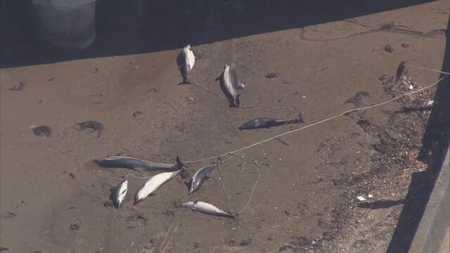 画像: イルカ9頭が河口に…エサ求めて迷い込んだか　静岡・沼津市