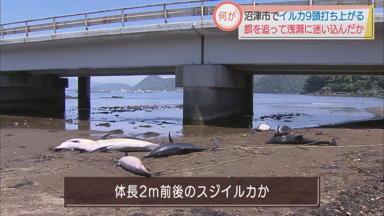 画像: 静岡・沼津市の河口に9頭のイルカ　水族館職員「イワシなど追いかけて浅瀬に入ったのでは…」