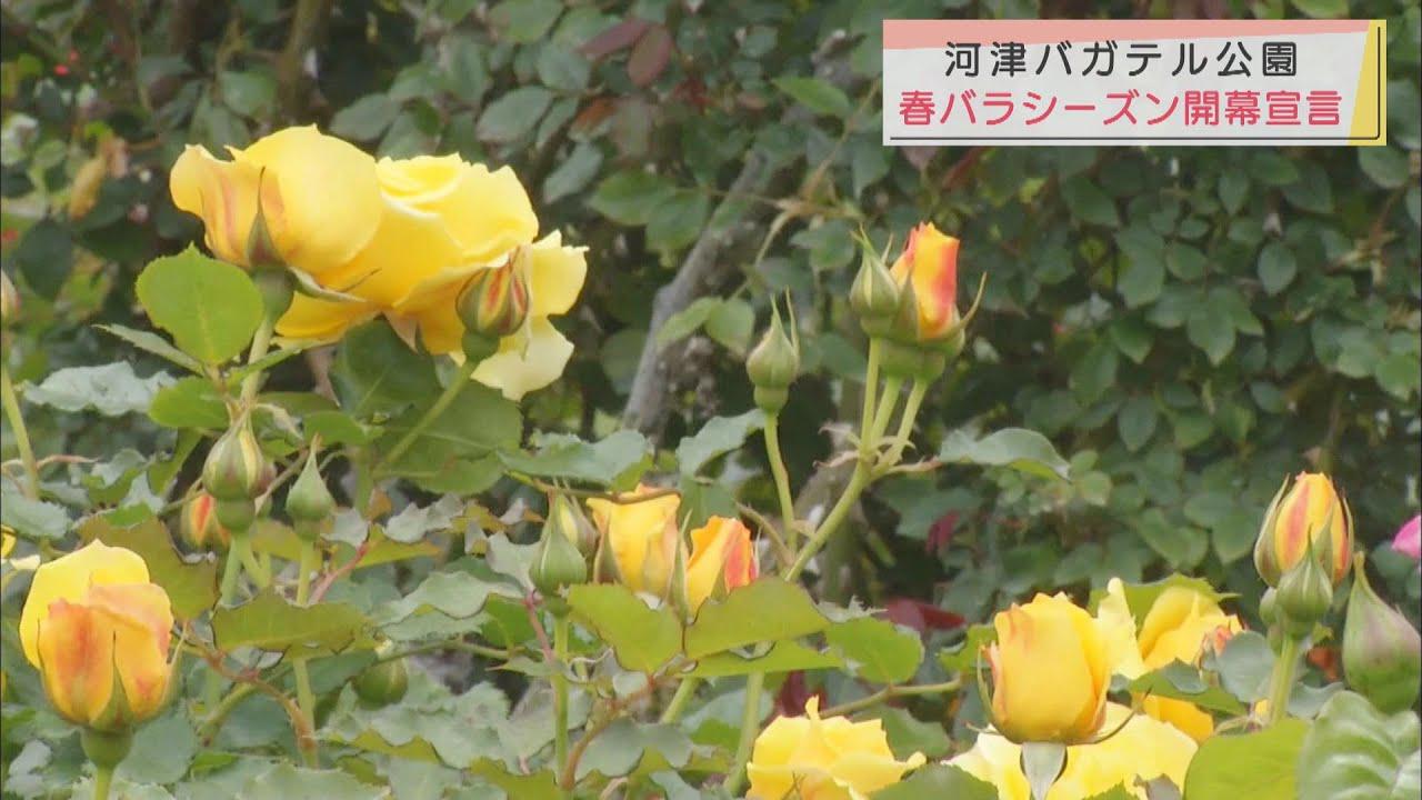 画像: 春バラのシーズン開幕を宣言…すでに２００品種以上が開花　バラの名所「河津バガテル公園」　静岡・河津町 youtu.be