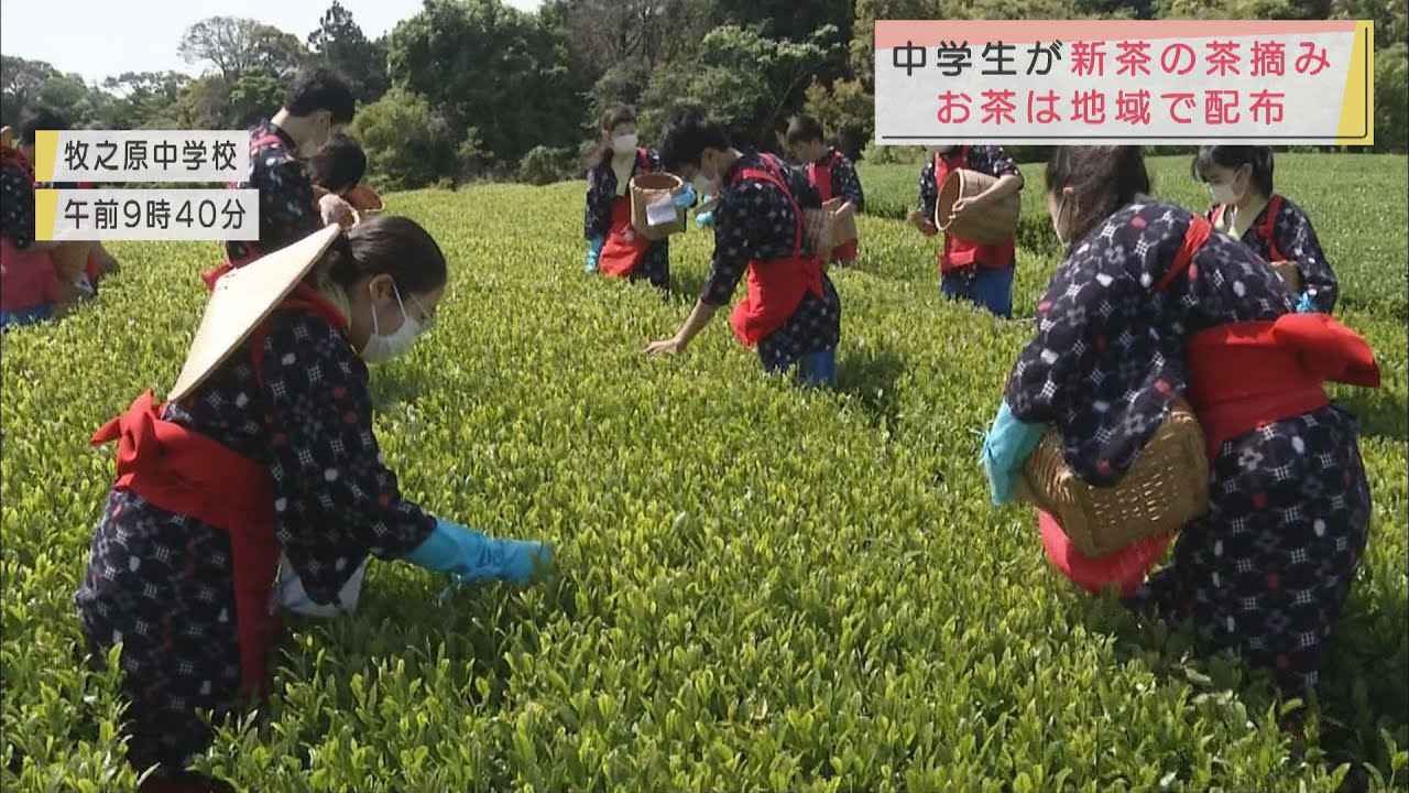 画像: あす５月１日は八十八夜…茶どころ静岡・牧之原市の中学生が茶娘・茶息子姿で茶摘み体験 youtu.be