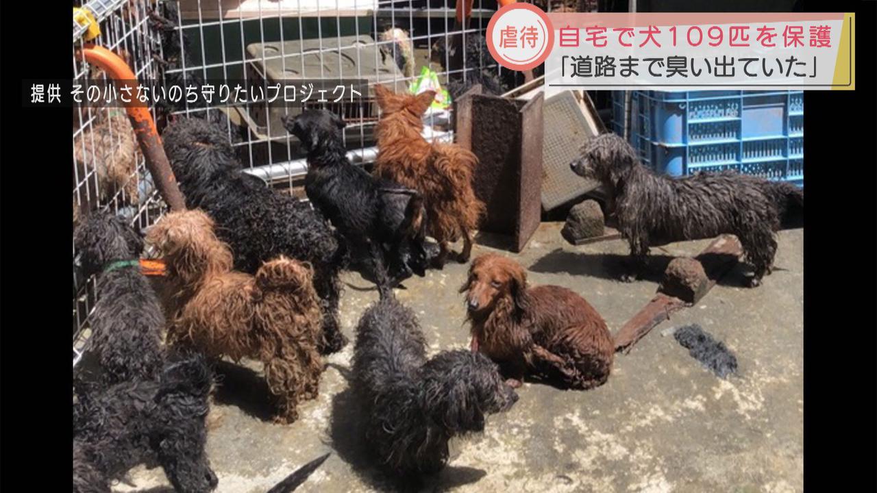 画像: ペットショップ廃業後に犬が繁殖か　狭い敷地で多頭飼育の容疑で逮捕された女　静岡・富士市