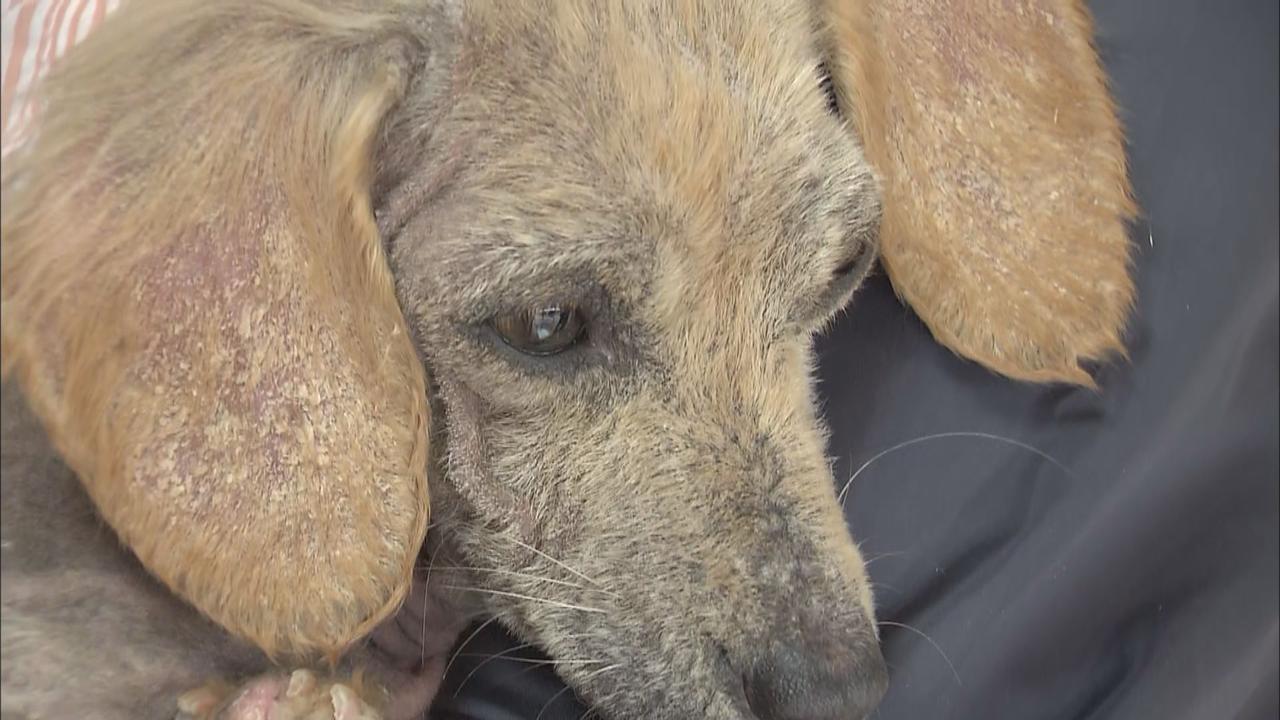画像: 多くの犬を飼育して逮捕された女　３年ほど前から保健所の指導を拒否　静岡・富士市