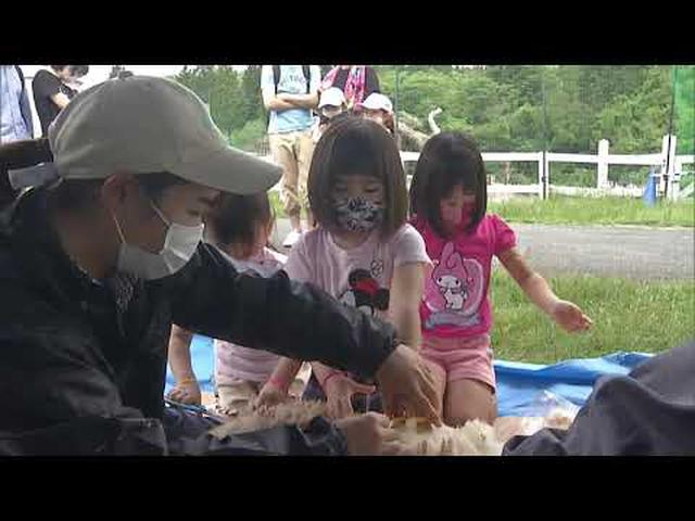 画像: ６月の土日限定で開催　ヒツジの毛刈り体験　静岡・富士山こどもの国 youtu.be