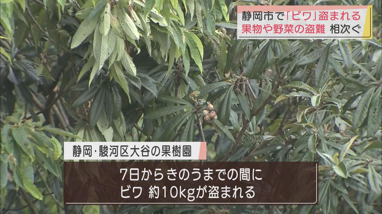 画像: 今度は「びわ」　静岡県内では野菜や果物が盗まれる被害が相次ぐ