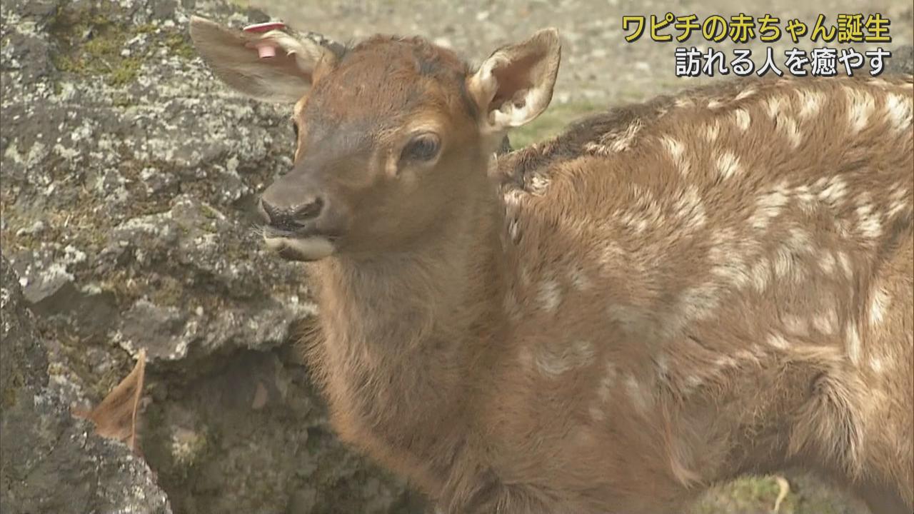 画像: ９頭の「ワピチ」の赤ちゃんすくすくと…鹿の仲間で白の斑点模様が特徴　静岡・裾野市　富士サファリパーク