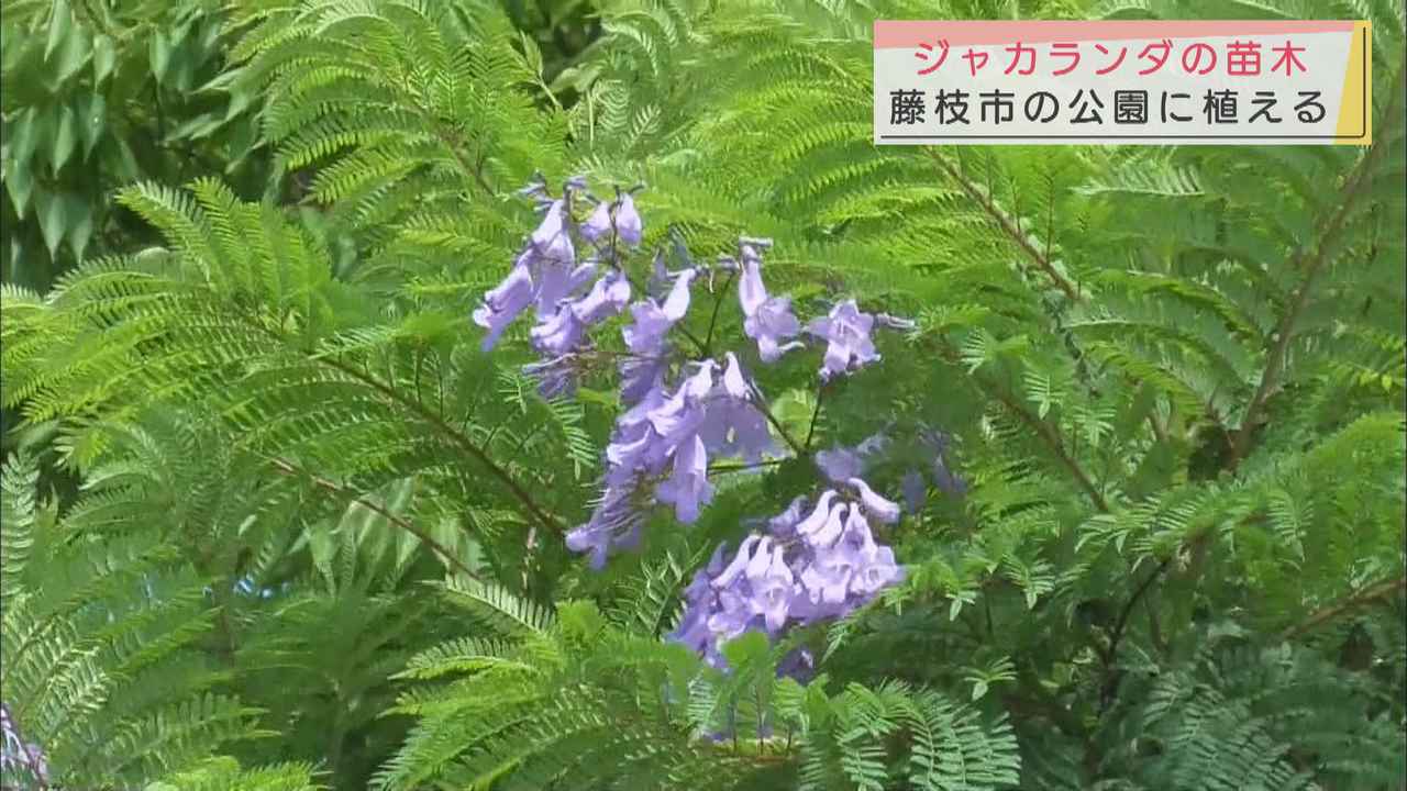 画像: 世界三大花木ジャカランダを植栽　２階建ての家の高さまで成長　静岡・藤枝市