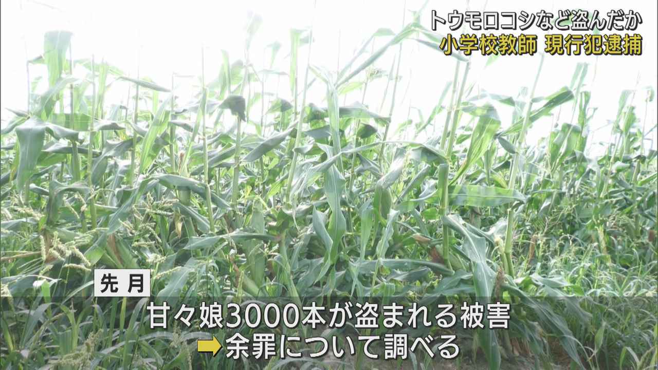 画像: トウモロコシを盗んだ容疑で小学校教師を現行犯逮捕　静岡・森町