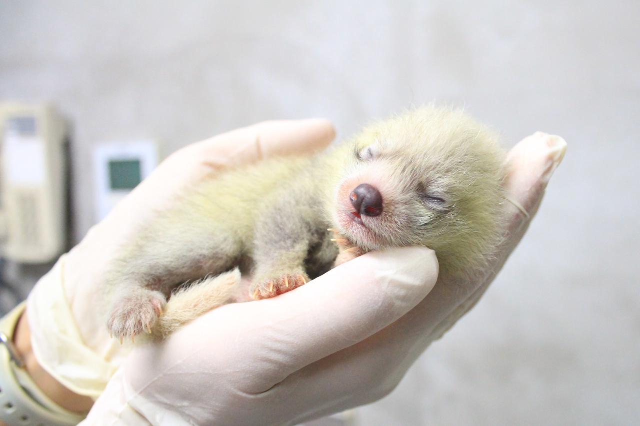 画像: 生後1週間のレッサーパンダ　提供：静岡市立日本平動物園