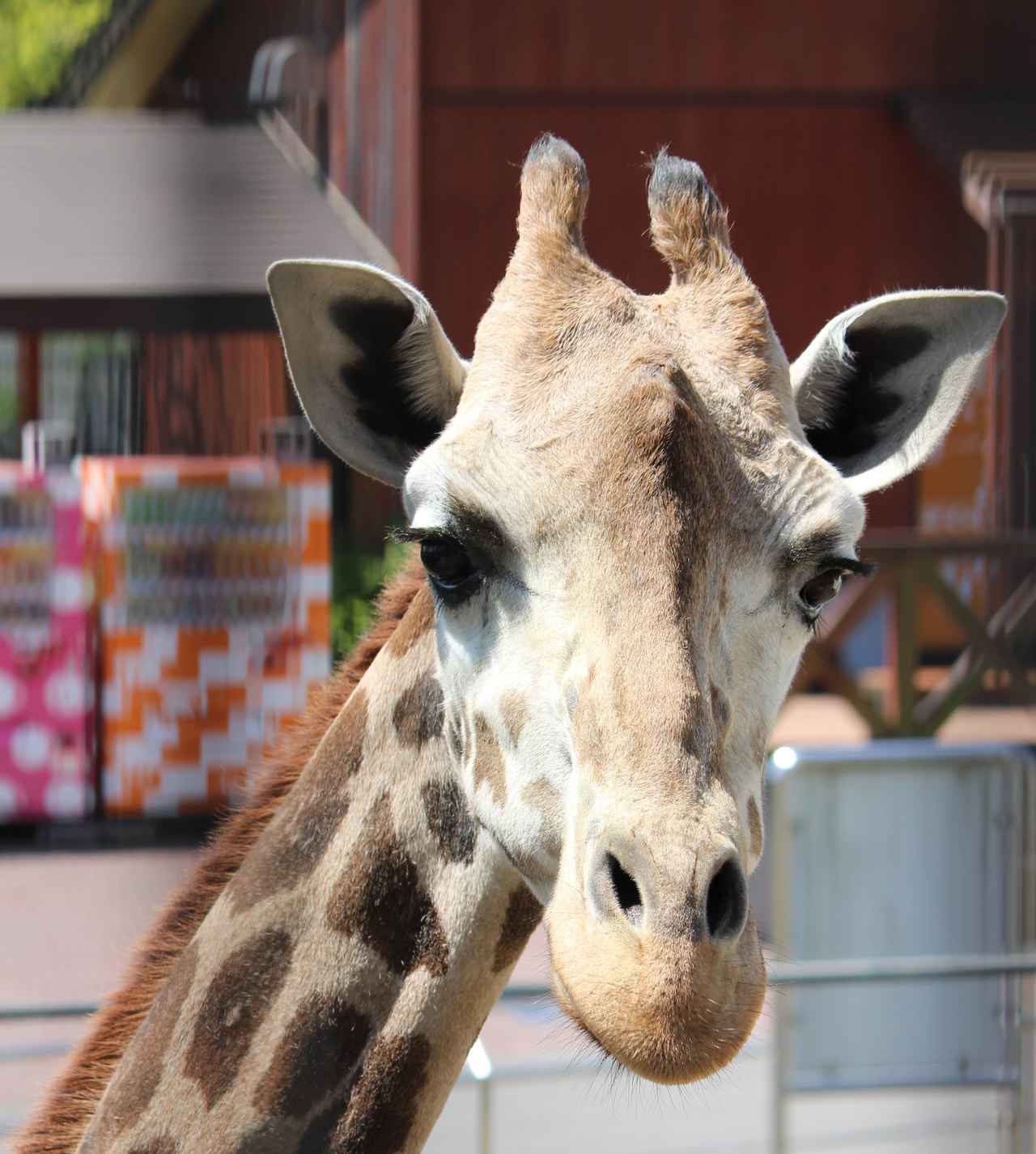 画像: キリンのサクラ（日本平動物園提供）