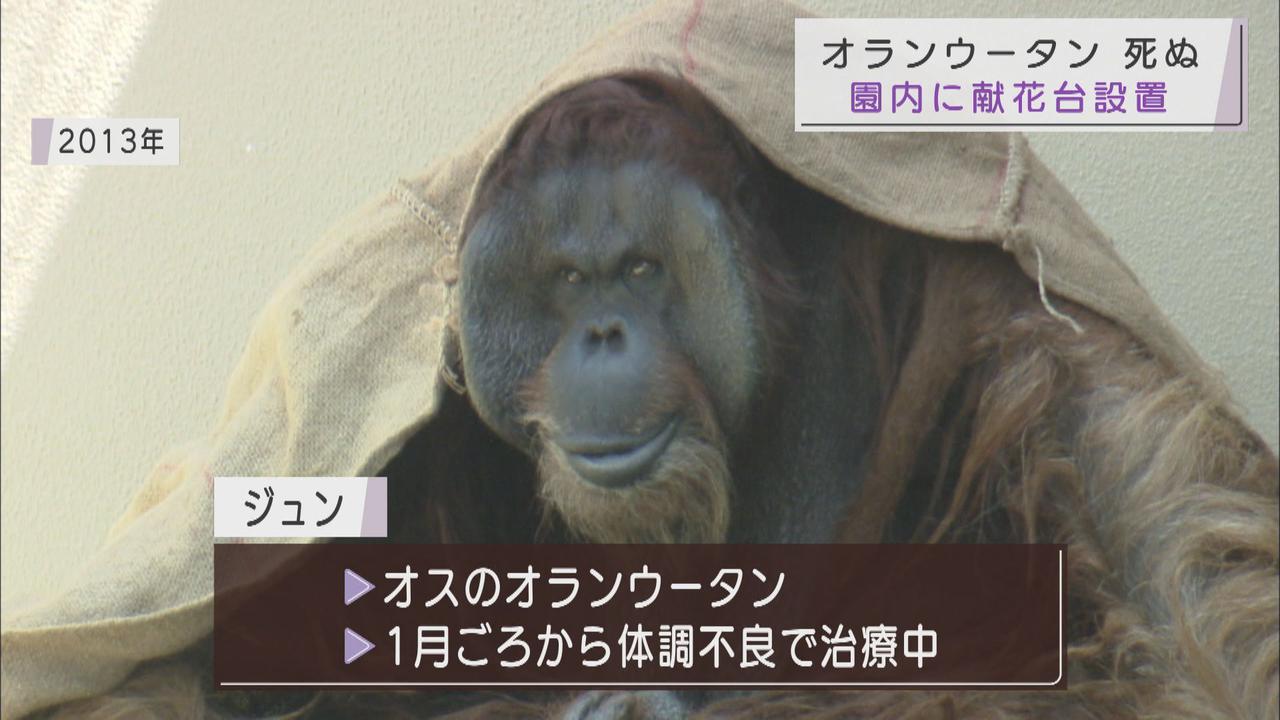 画像: 人気者のオランウータン「ジュン」死ぬ　静岡市の日本平動物園