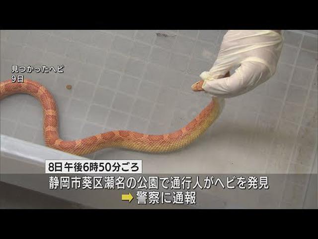 画像: 公園に1メートルのヘビ　ペットが逃げたか　静岡市 youtu.be