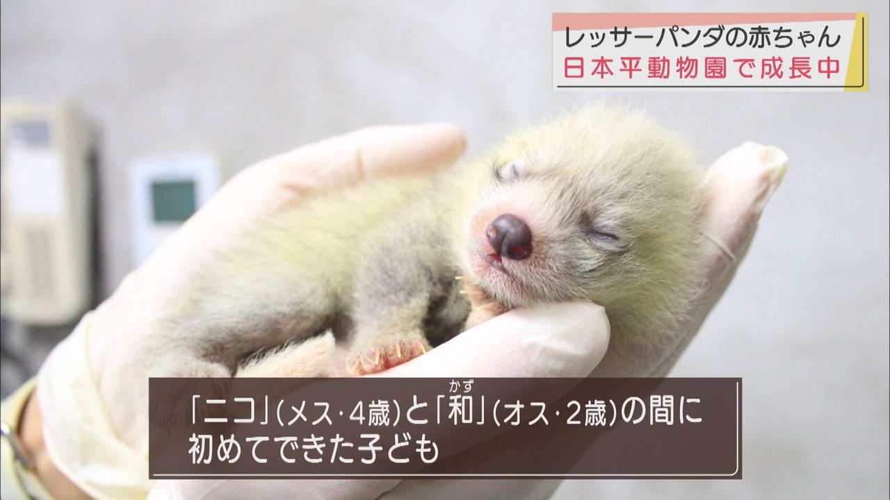 画像: レッサーパンダの聖地「日本平動物園」　赤ちゃんレッサーパンダすくすく育ってます　静岡市