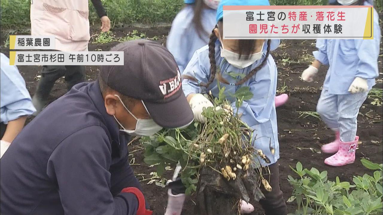 画像: 「ひっぱるのがおもしろい」　園児が落花生の収穫を体験　静岡・富士宮市