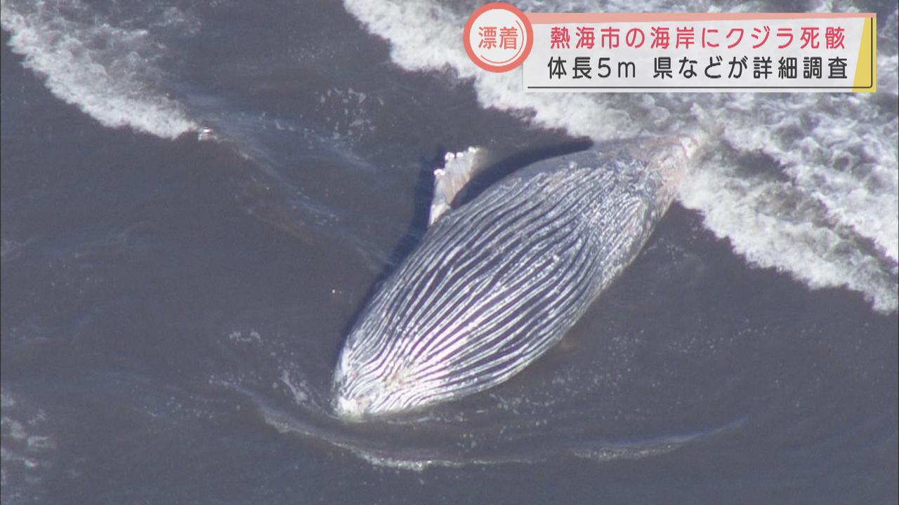 静岡・熱海市の海岸にクジラの死骸が漂着 体長5メートルで種類は不明 ...