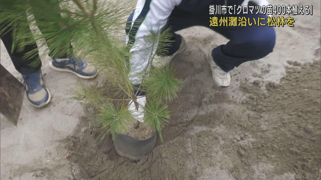 画像: 遠州灘沿いに松林を…クロマツの苗４００本植える　砂の飛散防止や津波対策に効果を期待　静岡・掛川市 youtu.be