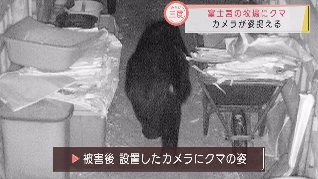 画像: 烏骨鶏３５羽被害の牧場にまたクマ…新たなわなを設置へ　静岡・富士宮市 youtu.be