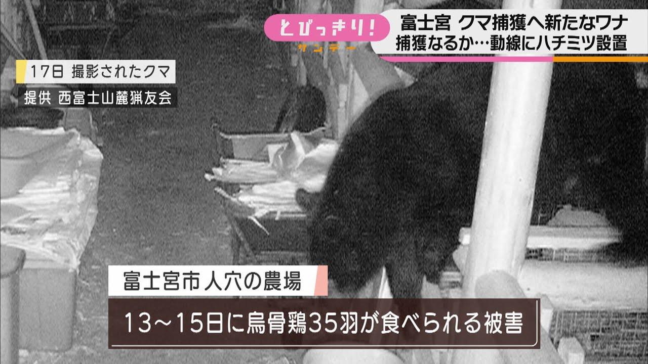 画像: 近くには小学校…早い捕獲を　クマの通り道に新たなワナを設置　クマの出没相次ぐ静岡・富士宮市 youtu.be