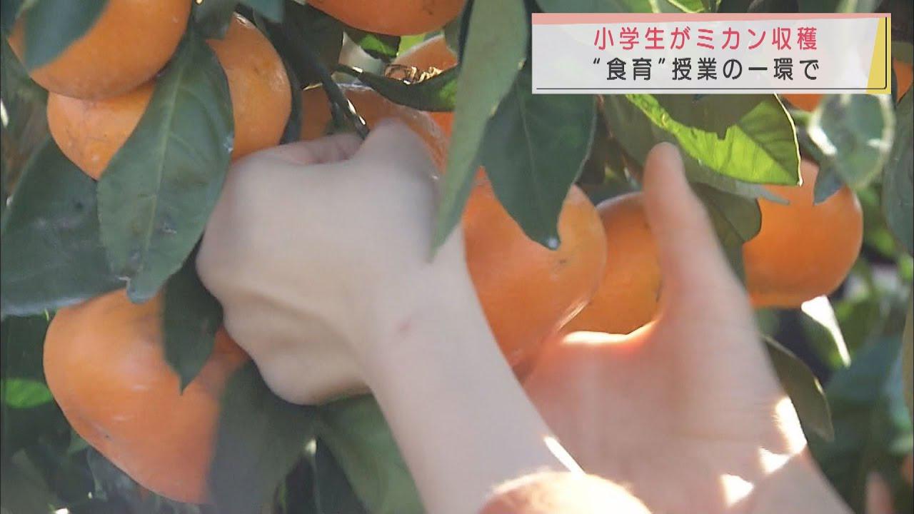 画像: 「美味しそうにとれました」　静岡・富士市の小学生がミカンの収穫体験　コロナ対策で収穫したミカンはお家で youtu.be