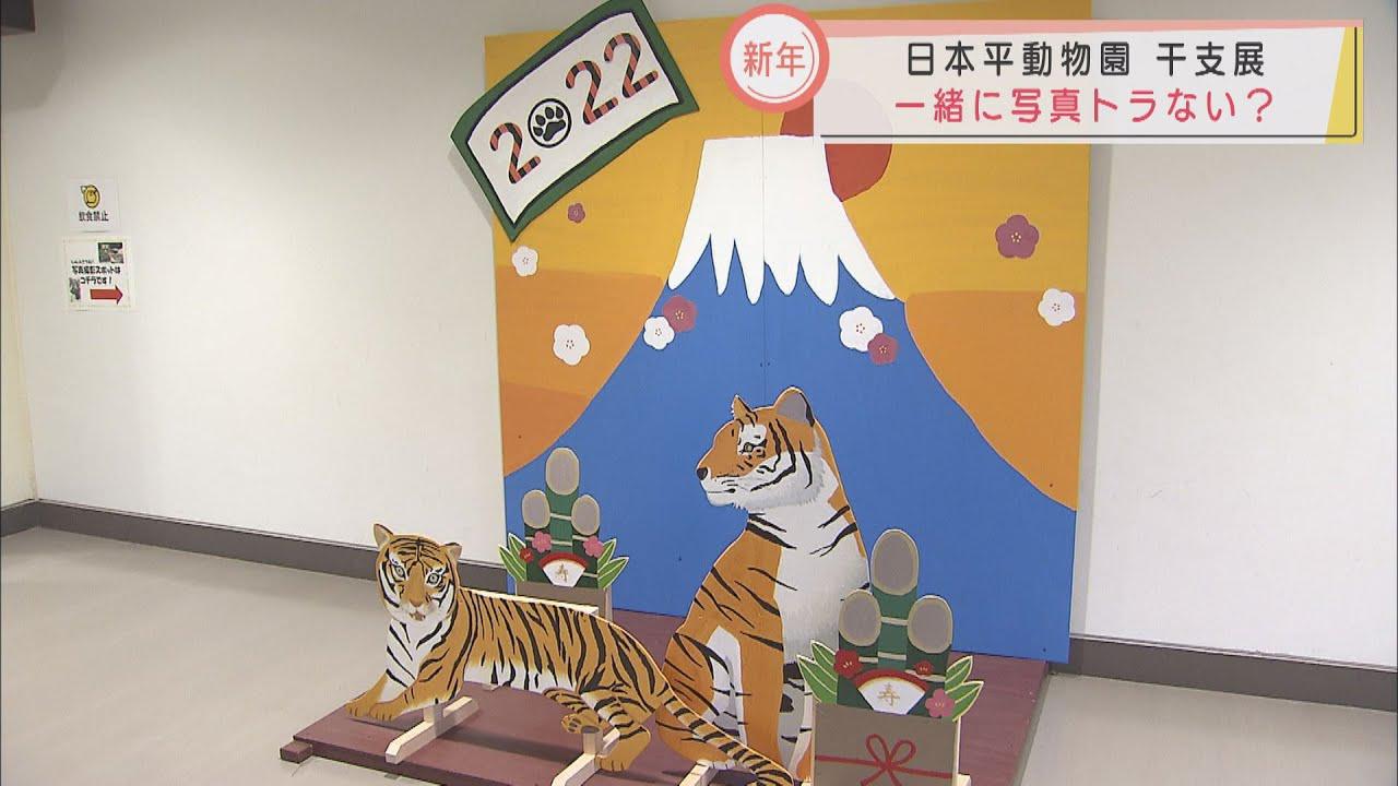 画像: 年賀状用の写真トラない？　恒例の干支展始まる　静岡市の日本平動物園 youtu.be