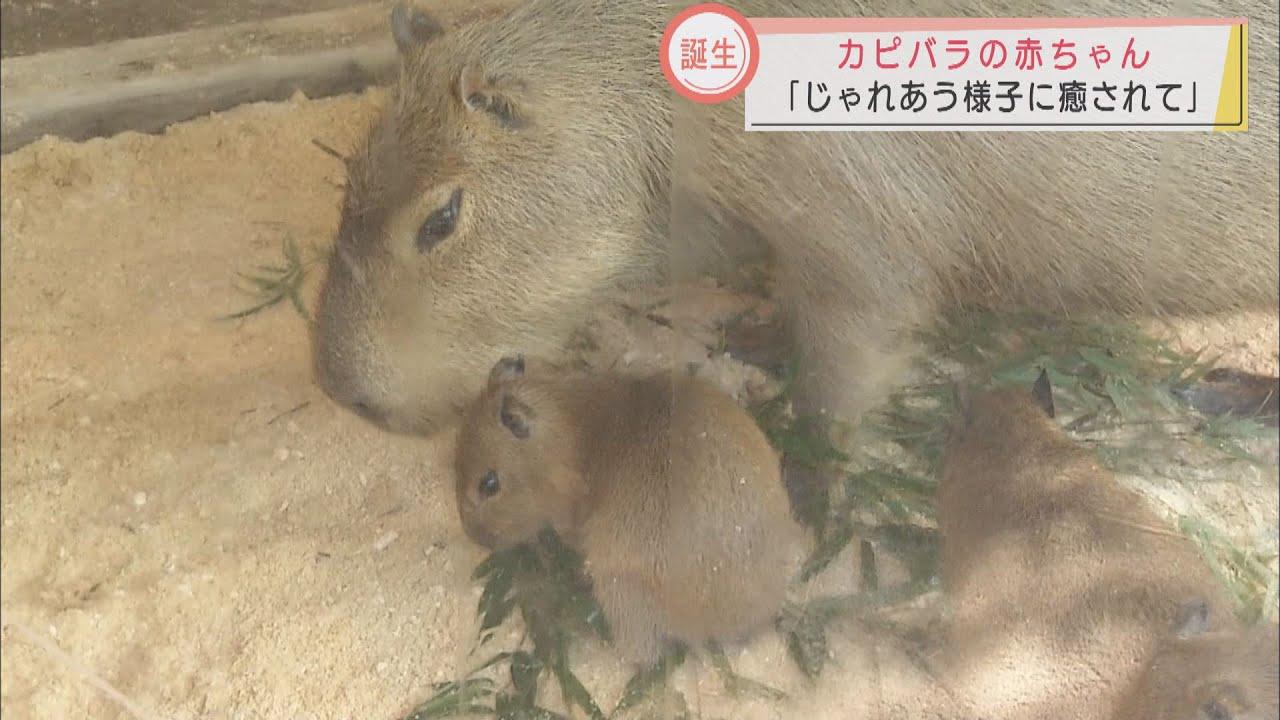 画像: これぞ究極の『見る癒し』　超絶かわいいカピバラ赤ちゃんすくすく成長　静岡・富士サファリパーク youtu.be