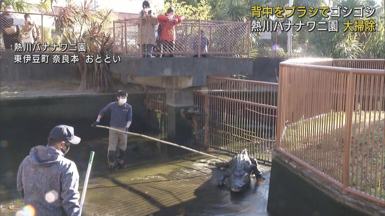 画像: ワニの背中をブラシでゴシゴシ・・・熱川バナナワニ園大掃除　静岡・東伊豆町 youtu.be