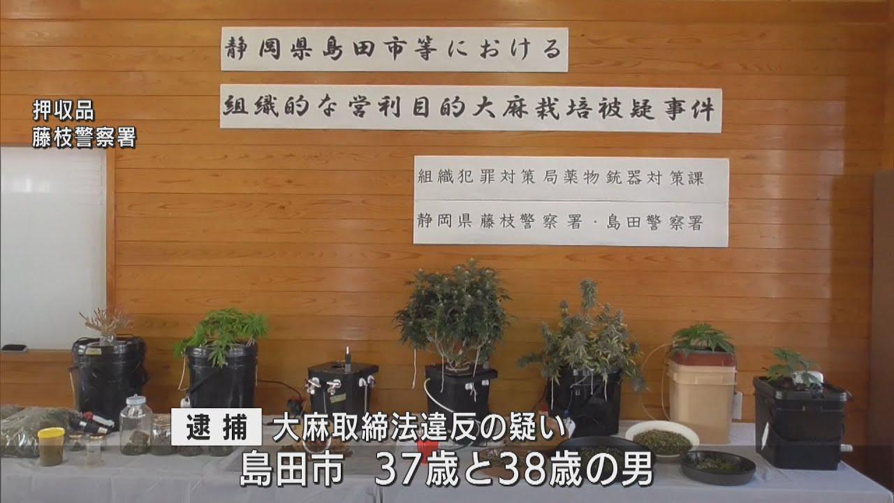 画像: 大麻草を営利目的で栽培した疑いで30代の男2人を現行犯逮捕　静岡・島田市 youtu.be