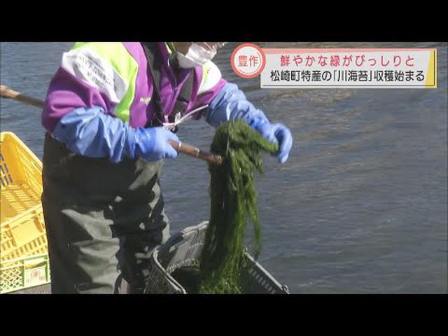 画像: 松崎町特産「川海苔」収穫始まる　冷え込みと西風の影響で5年ぶりの豊作　静岡県 youtu.be