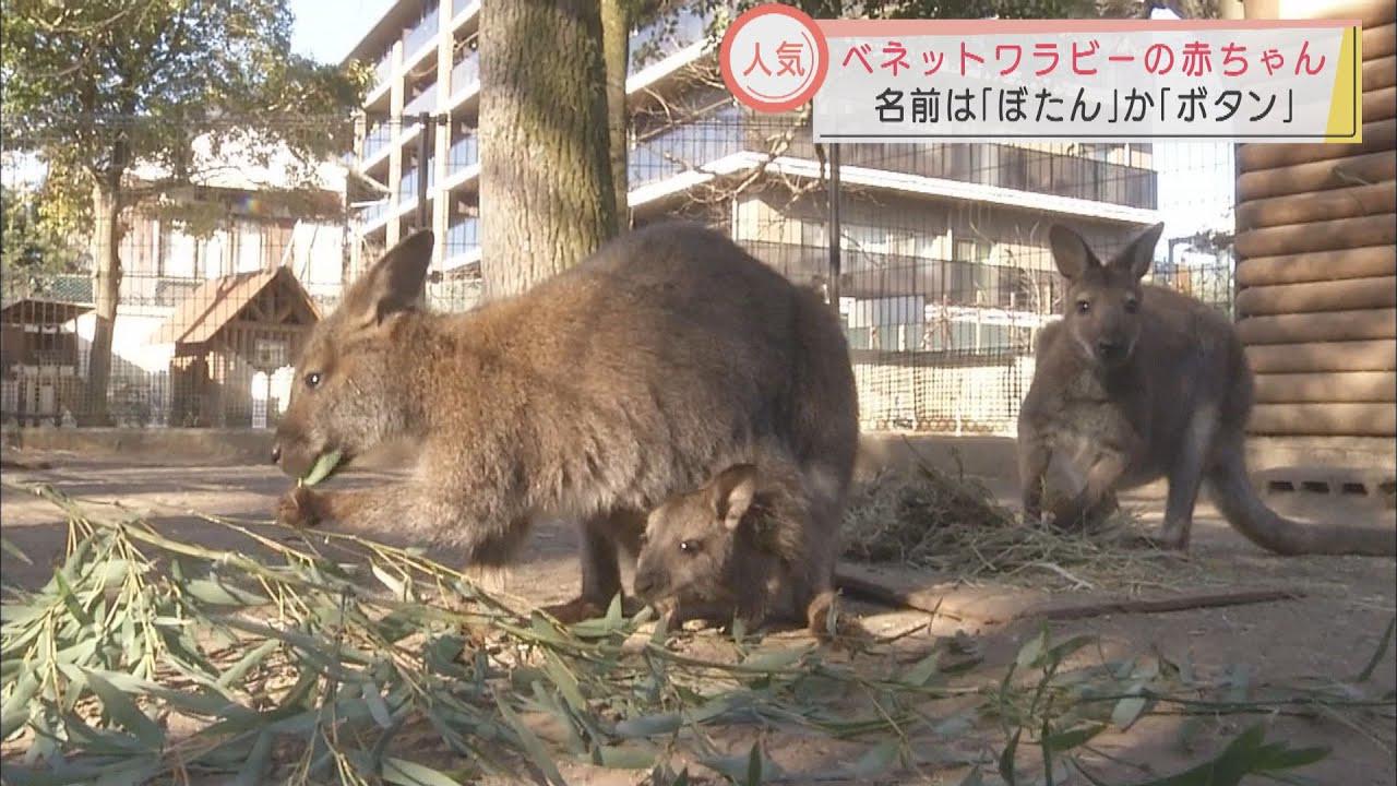 画像: 楽寿園のワラビーの赤ちゃん「ぼたん」が激カワの件　お母さんの袋から顔を出す姿が愛くるしい　静岡・三島市 youtu.be