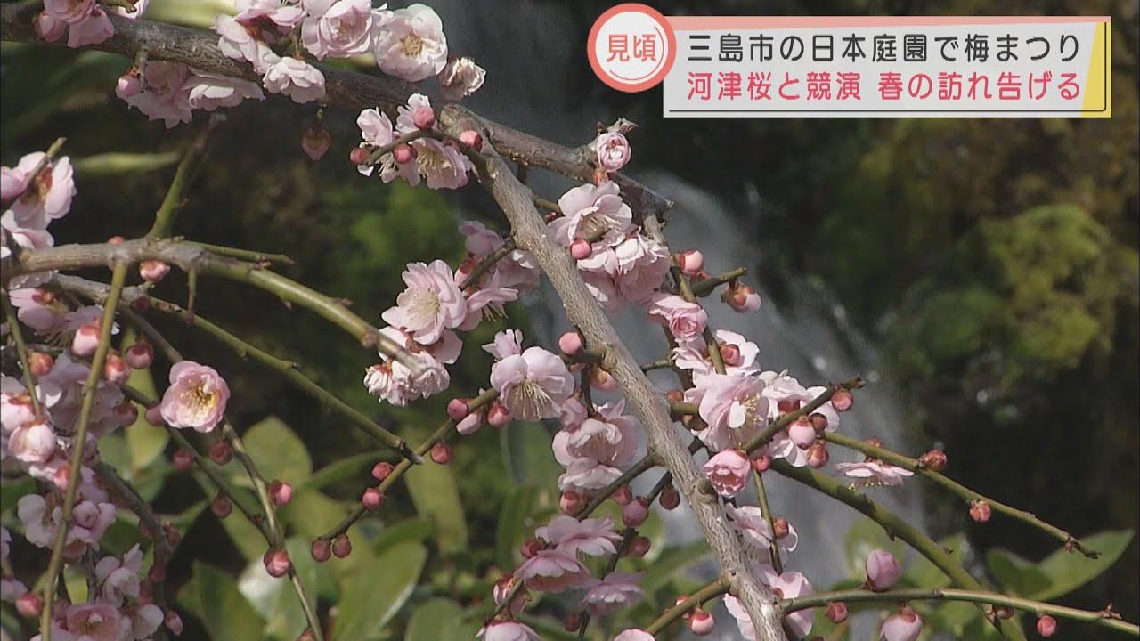 画像: 河津桜としだれ梅が見頃　庭園で「梅まつり」　静岡・三島市 youtu.be